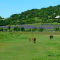 Tihany