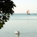 Balatongyörök, vitorlás, hattyú