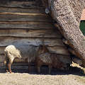 Dinnyés, Skanzen, racka juh