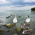 Balaton, hattyú, kacsa
