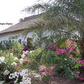 Bougainvilliers - Sénégal