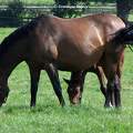 Chevaux