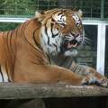 Tigre - Zoo de la Palmyre - France