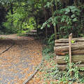 Szombathely, Kámoni arborétum