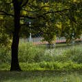 Deseda arborétum