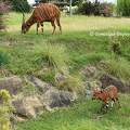 Antilopes - Zoo de Beauval