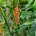 Heliconia