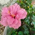 Hibiszkusz