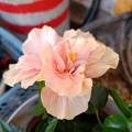 Hibiszkusz