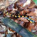 Foltos szalamandra