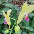 orchidea, trópusi virág