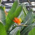 strelitzia, papagájvirág, trópusi növény