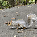 Kelvingrove parkban - Skócia