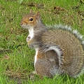 Kelvingrove parkban - Skócia