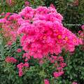 Lilas des Indes. 