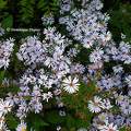 Marguerites d'Automne