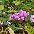 Cyclamens