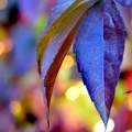 Október, színes levelek, bokeh.