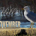 helló november, grafika