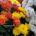 Chrysanthèmes