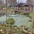 Szentendre, Japánkert, tó, kövek, fa, tél