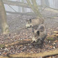 Köd és vaddisznó a Gemenci erdőben