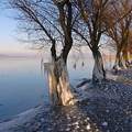 Balaton