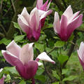 Tulipánfa
