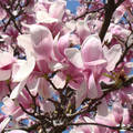 magnolia, tavasz