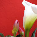 Kála, tulipán