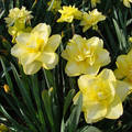 narcisz