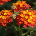 Sétányrózsa (Lantana)