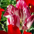 Tulipán