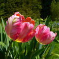 tavaszi virágok, tulipánok