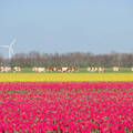 Swifterbant, Hollandia, tulipán, tehén, szélturbina
