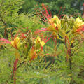 Mimóza bokor virága