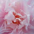 Paeonia officinalis - pünkösdi rózsa