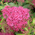 Pompás gyöngyvessző (Spiraea bumalda)