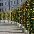 Luzern utcai virágok Svájc
