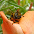 méhecske munka közben egy kukacvirágon