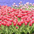Keukenhof, Hollandia
