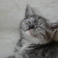 Sally cica alvás közben