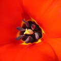 Tulipán