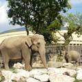 Budapesti állatkert két elefántja