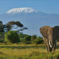 Elefánt és a Kilimandzsáró
