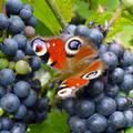Pillangó a szőlőn