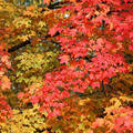 Falevelek őszi színekben