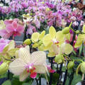 orchidea-kavalkád